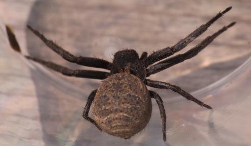 Réf. 345 506 : Xysticus sp.